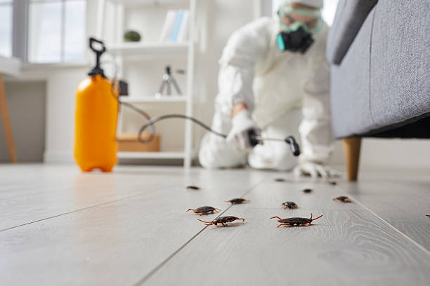 Post-Treatment Bed Bug Interceptor Monitoring in Ramona